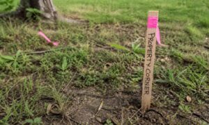 Missing property boundary stake in a grassy yard, showing unclear land surveying lines